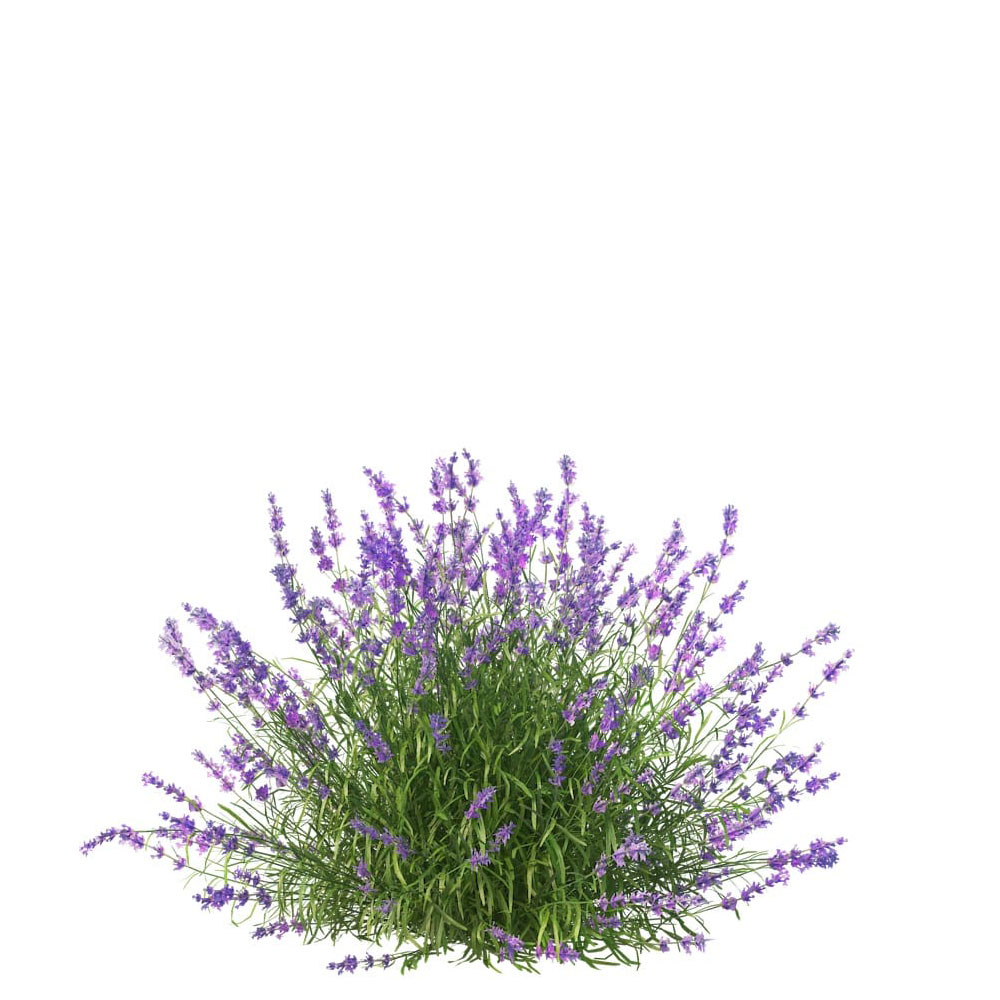 LAVANDA
